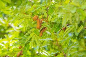 Sweet tamarind and leaf on the tree. photo