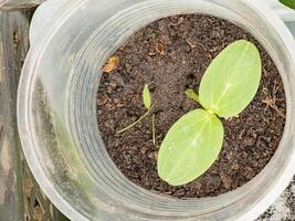 Cucumber seedlings in glasses in a greenhouse. The first leaves photo