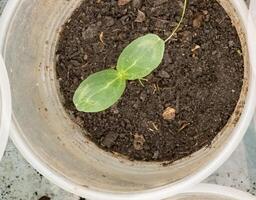 Cucumber seedlings in glasses in a greenhouse. The first leaves photo