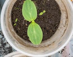 Cucumber seedlings in glasses in a greenhouse. The first leaves photo