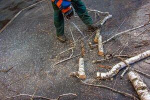 A municipal service worker cuts the branches of a tree. Greening of urban trees photo