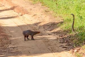 mongoose fights with an aggressive cobra in the wild photo