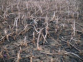 Destroyed mangrove forest scenery, Mangrove forests are destroyed and loss from the expansion of habitats. Expansion of habitats destruction the environment,mangrove forests degradation photo