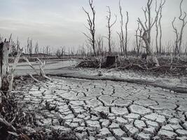 Destroyed mangrove forest scenery, Mangrove forests are destroyed and loss from the expansion of habitats. Expansion of habitats destruction the environment,mangrove forests degradation photo