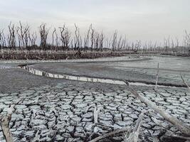 Destroyed mangrove forest scenery, Mangrove forests are destroyed and loss from the expansion of habitats. Expansion of habitats destruction the environment,mangrove forests degradation photo