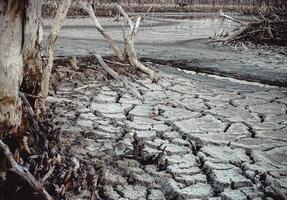 Destroyed mangrove forest scenery, Mangrove forests are destroyed and loss from the expansion of habitats. Expansion of habitats destruction the environment,mangrove forests degradation photo