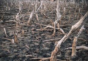 Destroyed mangrove forest scenery, Mangrove forests are destroyed and loss from the expansion of habitats. Expansion of habitats destruction the environment,mangrove forests degradation photo
