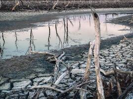 Destroyed mangrove forest scenery, Mangrove forests are destroyed and loss from the expansion of habitats. Expansion of habitats destruction the environment,mangrove forests degradation photo