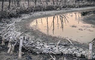 Destroyed mangrove forest scenery, Mangrove forests are destroyed and loss from the expansion of habitats. Expansion of habitats destruction the environment,mangrove forests degradation photo