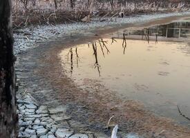 Destroyed mangrove forest scenery, Mangrove forests are destroyed and loss from the expansion of habitats. Expansion of habitats destruction the environment,mangrove forests degradation photo
