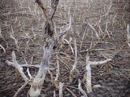 Destroyed mangrove forest scenery, Mangrove forests are destroyed and loss from the expansion of habitats. Expansion of habitats destruction the environment,mangrove forests degradation photo