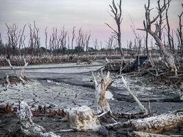 Destroyed mangrove forest scenery, Mangrove forests are destroyed and loss from the expansion of habitats. Expansion of habitats destruction the environment,mangrove forests degradation photo