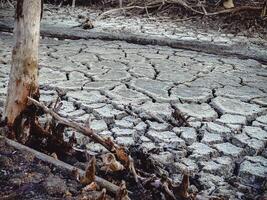 Destroyed mangrove forest scenery, Mangrove forests are destroyed and loss from the expansion of habitats. Expansion of habitats destruction the environment,mangrove forests degradation photo