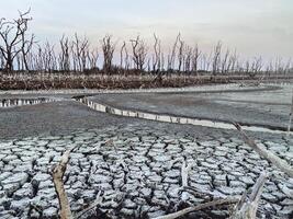 Destroyed mangrove forest scenery, Mangrove forests are destroyed and loss from the expansion of habitats. Expansion of habitats destruction the environment,mangrove forests degradation photo