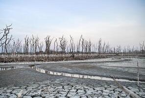 Destroyed mangrove forest scenery, Mangrove forests are destroyed and loss from the expansion of habitats. Expansion of habitats destruction the environment,mangrove forests degradation photo