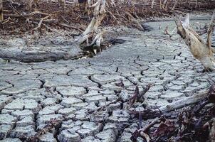 Destroyed mangrove forest scenery, Mangrove forests are destroyed and loss from the expansion of habitats. Expansion of habitats destruction the environment,mangrove forests degradation photo