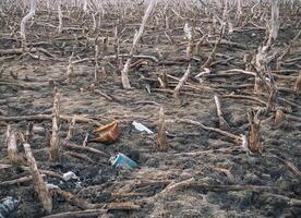 Destroyed mangrove forest scenery, Mangrove forests are destroyed and loss from the expansion of habitats. Expansion of habitats destruction the environment,mangrove forests degradation photo