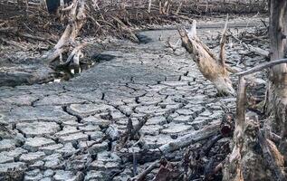 Destroyed mangrove forest scenery, Mangrove forests are destroyed and loss from the expansion of habitats. Expansion of habitats destruction the environment,mangrove forests degradation photo