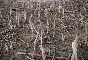 Destroyed mangrove forest scenery, Mangrove forests are destroyed and loss from the expansion of habitats. Expansion of habitats destruction the environment,mangrove forests degradation photo