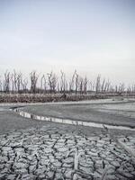 Destroyed mangrove forest scenery, Mangrove forests are destroyed and loss from the expansion of habitats. Expansion of habitats destruction the environment,mangrove forests degradation photo
