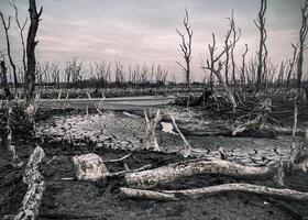 Destroyed mangrove forest scenery, Mangrove forests are destroyed and loss from the expansion of habitats. Expansion of habitats destruction the environment,mangrove forests degradation photo