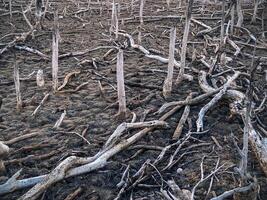 Destroyed mangrove forest scenery, Mangrove forests are destroyed and loss from the expansion of habitats. Expansion of habitats destruction the environment,mangrove forests degradation photo