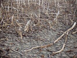 Destroyed mangrove forest scenery, Mangrove forests are destroyed and loss from the expansion of habitats. Expansion of habitats destruction the environment,mangrove forests degradation photo