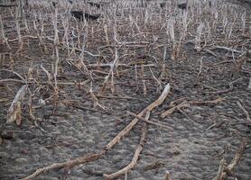 Destroyed mangrove forest scenery, Mangrove forests are destroyed and loss from the expansion of habitats. Expansion of habitats destruction the environment,mangrove forests degradation photo