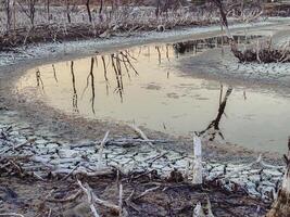 Destroyed mangrove forest scenery, Mangrove forests are destroyed and loss from the expansion of habitats. Expansion of habitats destruction the environment,mangrove forests degradation photo
