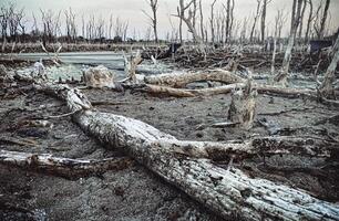 Destroyed mangrove forest scenery, Mangrove forests are destroyed and loss from the expansion of habitats. Expansion of habitats destruction the environment,mangrove forests degradation photo