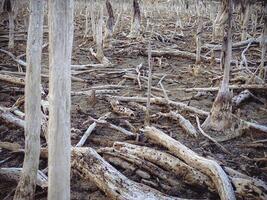 Destroyed mangrove forest scenery, Mangrove forests are destroyed and loss from the expansion of habitats. Expansion of habitats destruction the environment,mangrove forests degradation photo