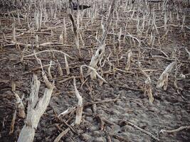 Destroyed mangrove forest scenery, Mangrove forests are destroyed and loss from the expansion of habitats. Expansion of habitats destruction the environment,mangrove forests degradation photo