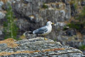 A close-up shot of a seagull standing on a rocky outcrop surrounded by lush green foliage in a vibrant forest setting. Perfect for nature and wildlife themes. photo