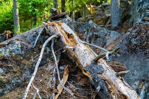 A fallen tree stretches across rocky terrain in a lush forest, creating a rugged and natural scene. This image showcases the raw beauty of the wilderness, perfect for landscape, nature, and adventure photography collections. photo