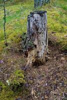 An old, weathered tree stump sits on a mossy forest floor, surrounded by vibrant green foliage. Ideal for nature, forest, and woodland-related projects, highlighting the cycle of life in the forest photo