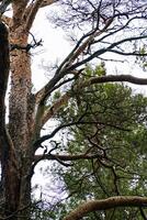 A tall pine tree with twisted branches and a woodpecker hidden among them, set against a dense forest backdrop. Perfect for nature, wildlife, and forest-themed projects. photo