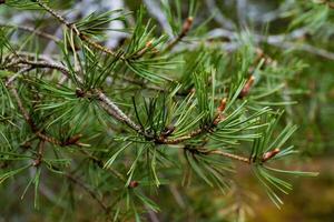 Detailed close-up of a pine tree branch with fresh, green needles. Perfect for nature, botany, and forest-themed projects. photo