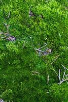 Detailed close-up of vibrant green moss with small twigs and natural debris, showcasing the texture and richness of the forest floor. Perfect for nature and botanical themes. photo