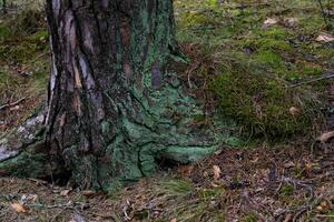 A detailed close-up of a tree base covered in green moss and lichen, showcasing the intricate textures and natural forest floor elements. Perfect for nature, botanical, and forest-themed projects photo
