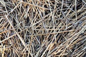 High-resolution close-up of straw hay, showcasing its natural texture and intricate details. Ideal for creating unique backgrounds and patterns for various design projects photo