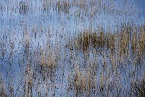 Serene image of a duck swimming in calm wetland waters surrounded by reeds. Perfect for themes of nature, wildlife, and tranquility photo