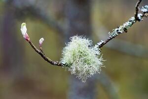 Detailed close-up of lichen growing on a budding tree branch. Ideal for nature and botanical projects, showcasing the intricate details of lichen and new plant growth. photo