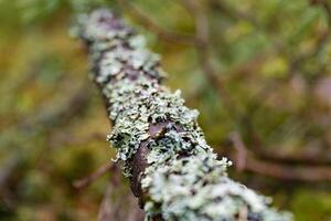 A macro shot of lichen thriving on a tree branch, showcasing the intricate textures and natural beauty. Perfect for botanical studies, nature projects, or environmental education. photo