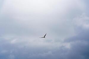 Image of a solitary seagull soaring in an overcast sky. Ideal for themes of freedom, nature, and birdwatching photo
