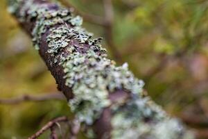 A macro shot of lichen thriving on a tree branch, showcasing the intricate textures and natural beauty. Perfect for botanical studies, nature projects, or environmental education. photo
