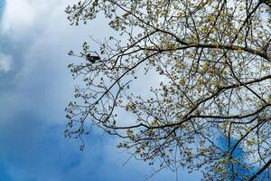 A tranquil scene of a small bird perched on the delicate, blossoming branches of a tree. The background features a vivid blue sky with soft clouds, capturing the essence of spring photo