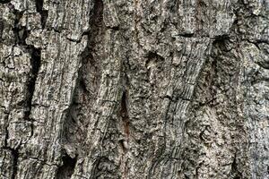 A detailed close-up shot of tree bark, showcasing the intricate textures and patterns of the rough, aged surface. Ideal for use as a natural texture background or in environmental and forestry-related projects. photo