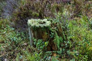 A moss-covered tree stump surrounded by lush green vegetation in a forest. The stump is adorned with various types of moss and small plants, creating a rich tapestry of textures and colors. Perfect for themes of nature, decay, and forest ecosystems. photo