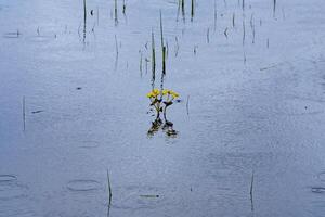 Peaceful scene of yellow flowers growing in a marsh during a light rain, surrounded by sparse reeds and reflecting in the water, creating a tranquil and serene atmosphere. photo