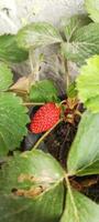 Portrait selective focus of Fragaria Ananassa or strawberry fruit that look ripe in a pot next to the house. photo